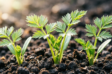 Морковь больше не прореживаю: смесь 1:3 кидаю по бороздкам — взошла равномерно, как по линейке