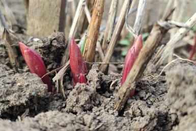 Как проклюнутся красные ростки – первым делом: агроном Давыдова раскрыла, как подкормить пионы в мае