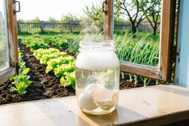 Из помойки в суперурожай: бесплатный кальций из отходов — инструкция для здоровой рассады перцев и томатов