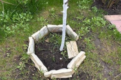 Краска - деньги на ветер: 3 компонента для побелки деревьев - 4 года без трещин