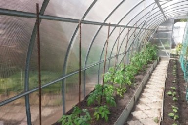 5 таблеток - чем обработать теплицу весной от кладоспориоза - весенний раствор