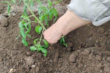 2 ложки на дно каждой лунки – и огурцы с томатами прут в рост: соревнуются в марафоне урожайности