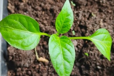 За 2 недели до пересадки - обязательно: 2 мл в воду - и перцы плодоносят на месяц раньше, плоды с ананас