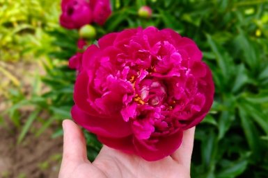 В мае пионам — обязательно: 1 ложка под куст — и бутоны прут как танки