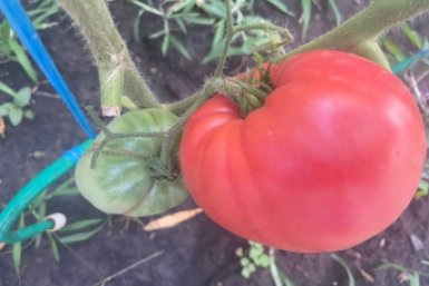 Развожу 1 грамм в горячей воде — и томаты рвутся в рост: этот рецепт передаётся из рук в руки