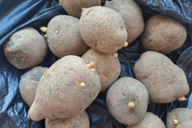 По 3 ст. ложки в лунку - и картошка размером с апельсин пробивает грядки насквозь: заправка для мощного куста и зеленого листа