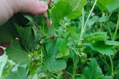 Если не полить смородину в мае – вместо ягод мелкий бисер: раствор для крупного и сладкого урожая