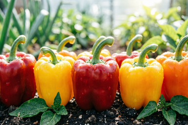 Две ключевые подкормки для перцев в мае — "взрывной" урожай летом гарантирован