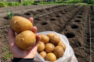 Названы точные сроки посадки картошки в 2026 году: опоздаете в мае — останетесь без урожая. Есть всего 13 дней