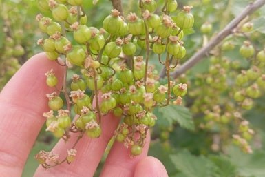 Развожу 2 ложки в литре воды и опрыскиваю смородину — и ягода крупная, мучнистой росы нет