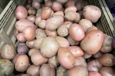Картошка бомбит ведрами из грядки: кладу в каждую лунку горсть этого мусора - клубни крупные, чистые и без проволочника