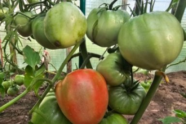 Методика из СССР: томаты по 1 кг без теплицы — каждый плод как на подбор