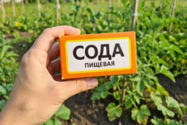 Скупаю соду коробками: теперь на даче ни муравьев, ни сорняков — копеечный секрет идеального сада