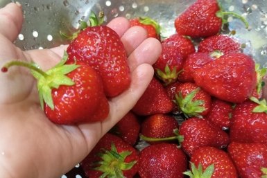 Лью 1 ковшик под куст — и клубника наливная и сладкая, как вата. Секретная подкормка для июня
