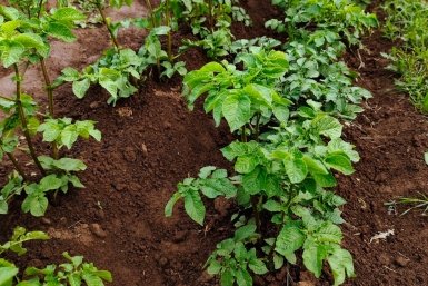 Картошка взошла: 1 банка под куст — и клубни с кулак, урожай мешками