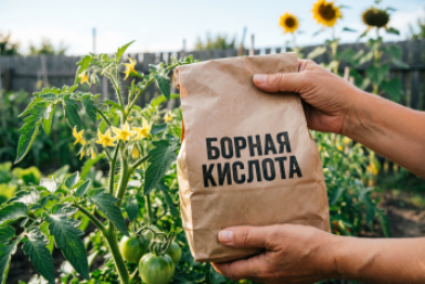 Борная кислота для томатов при цветении: 3 правила внесения - ни 1 пустого цветка за лето
