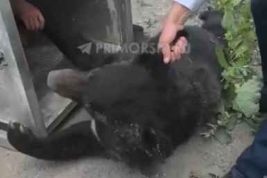 Скриншот видео тг-канал (18+) правительства Приморского края