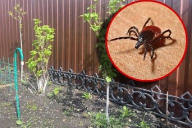 1 куст на участке - и клещи больше не страшны: кровососы обходят его за 4 километра