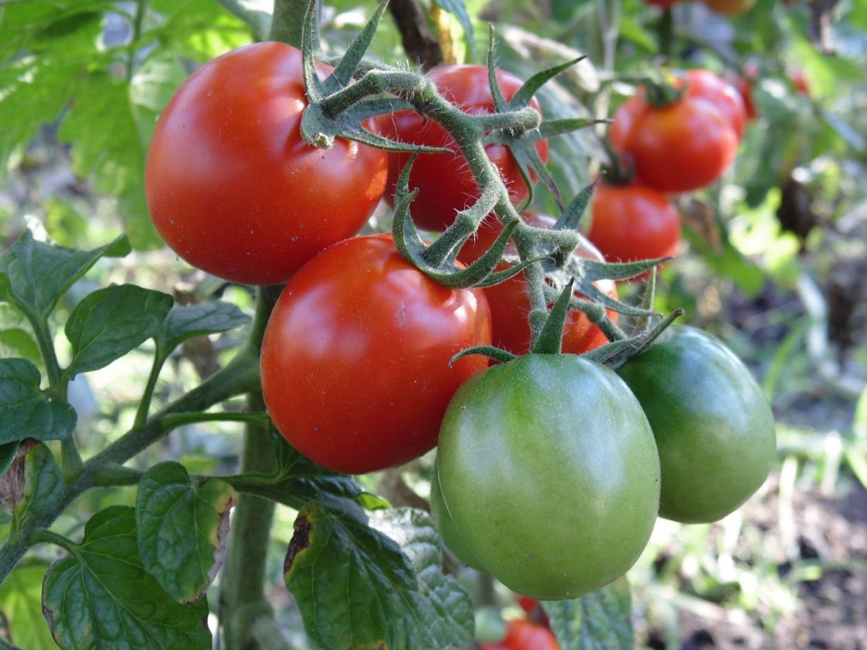 Опытные дачники рассказали, как собрать урожай вкусных и крупных томатов Pixabay.com
