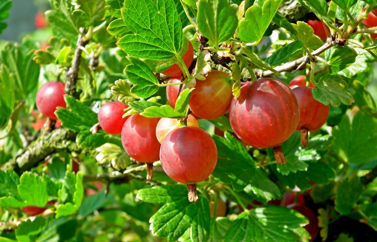 Тематическое фото pixabay.com