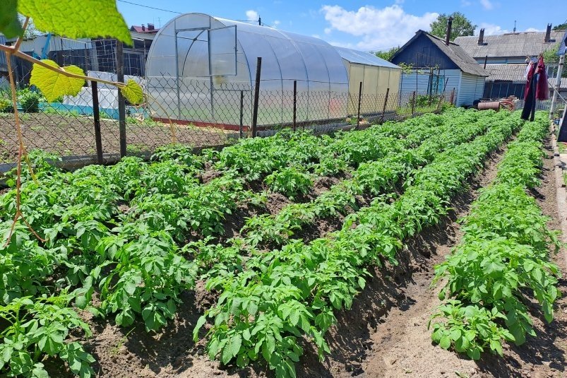 Грядки в порядке Ольга Долгополова, ИА UssurMedia