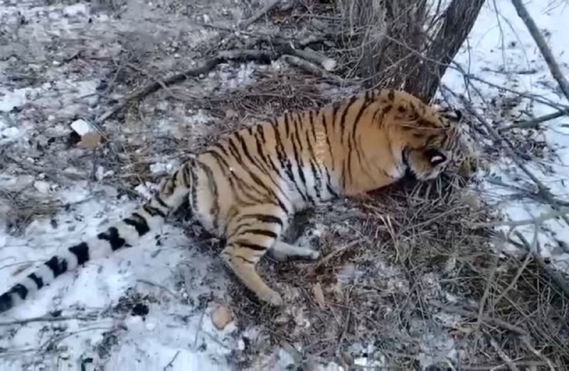 Скриншот видео. Отловлен тигр тг-канал (18+) правительства Приморского края