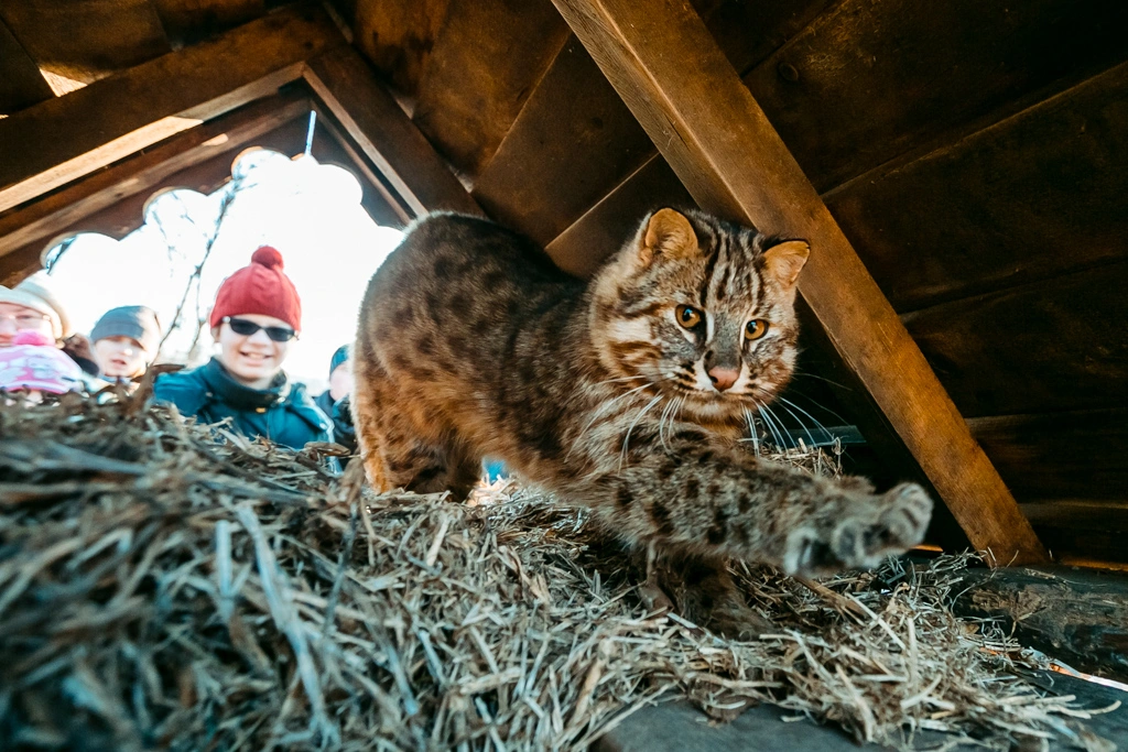 Дальневосточный лесной кот ИА PrimaMedia