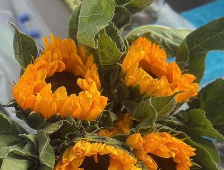 РСХН предотвратил ввоз цветов, зараженных карантинным вредителем Приморское межрегиональное управление РСХН в ВК (12+)