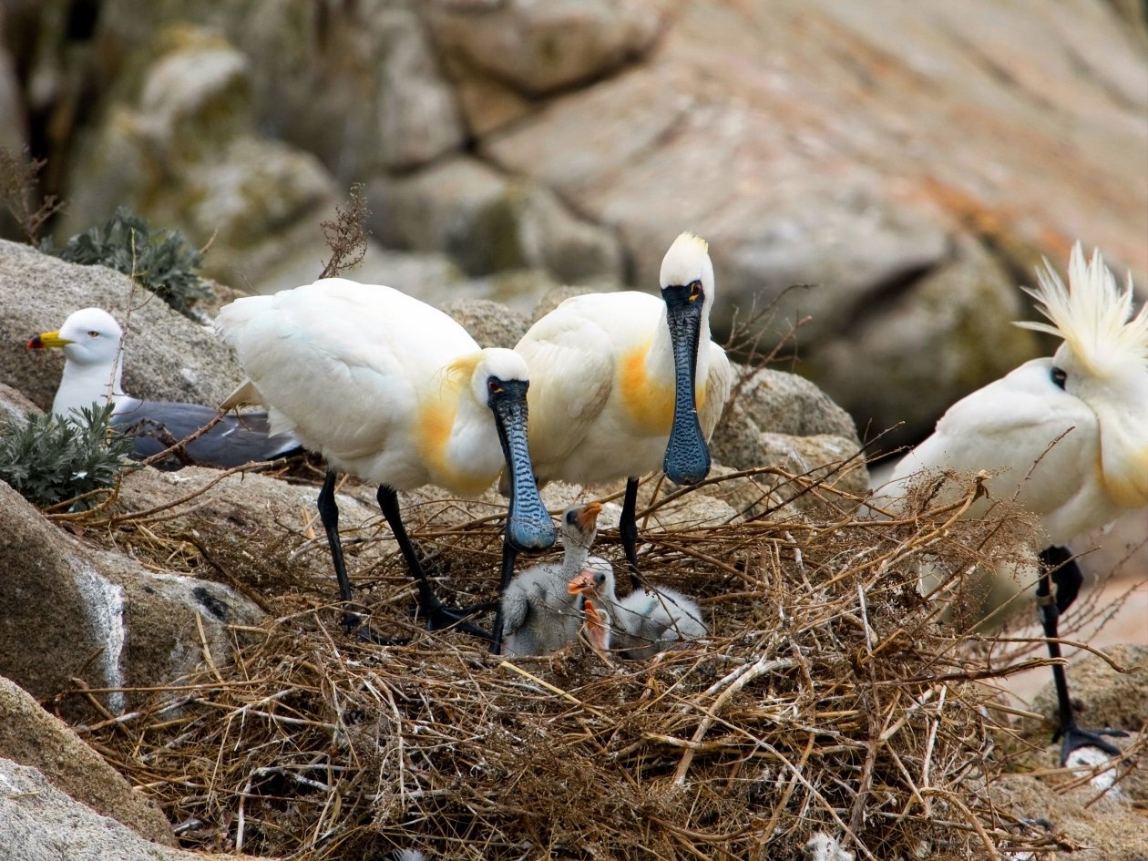 &quotЦифровой глаз&quot над гнездами редких птиц: на Фуругельме запустили ИИ-наблюдение предоставлено пресс-службой ФГБУ &quotЗемля леопарда&quot