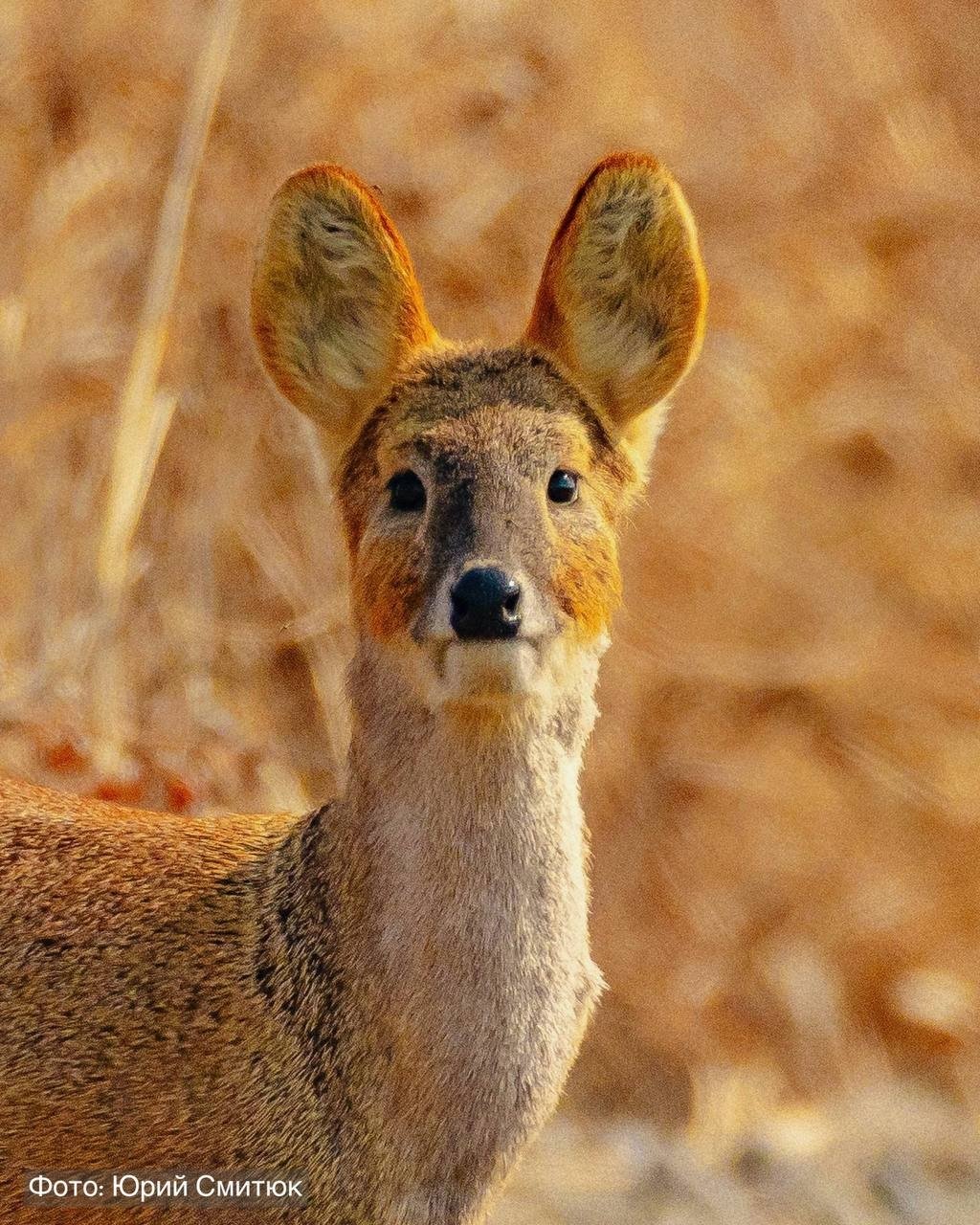 Юрий Смитюк, предоставлено пресс-службой нацпарка 