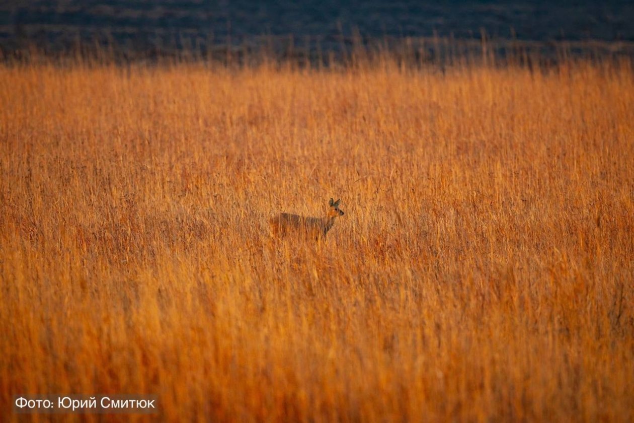Юрий Смитюк, предоставлено пресс-службой нацпарка 