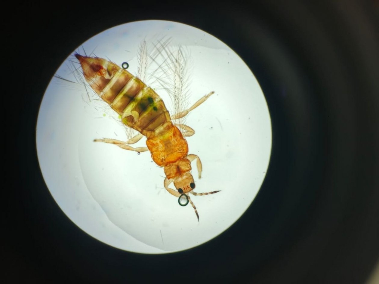 В цветах из КНР выявлен западный цветочный трипс пресс-служба ФГБУ &quotАПК НАЦРЫБА&quot