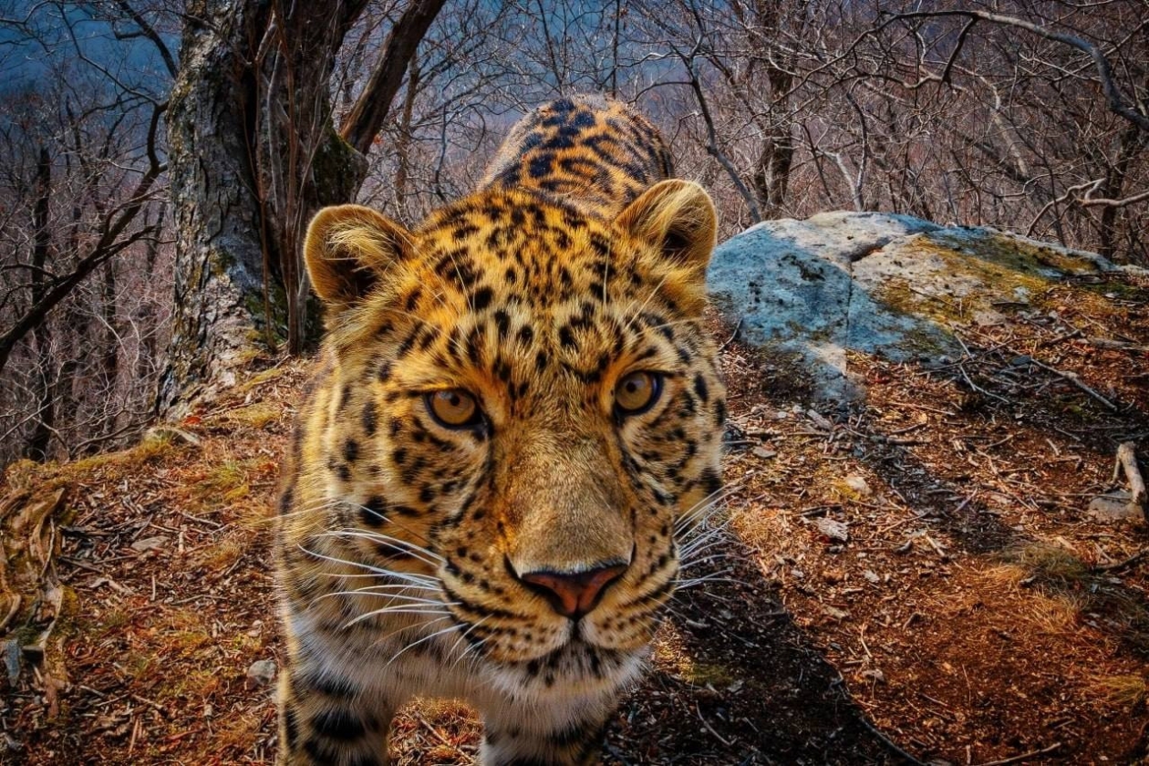 Молодой леопард Leo 350M предоставлено ФГБУ &quotЗемля леопарда&quot