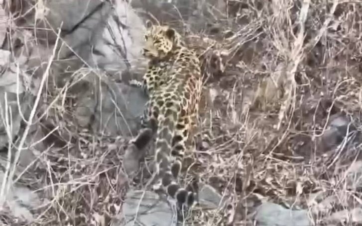 Редкий дальневосточный леопард замечен на дороге в Китае предоставлено ФГБУ &quotЗемля леопарда&quot