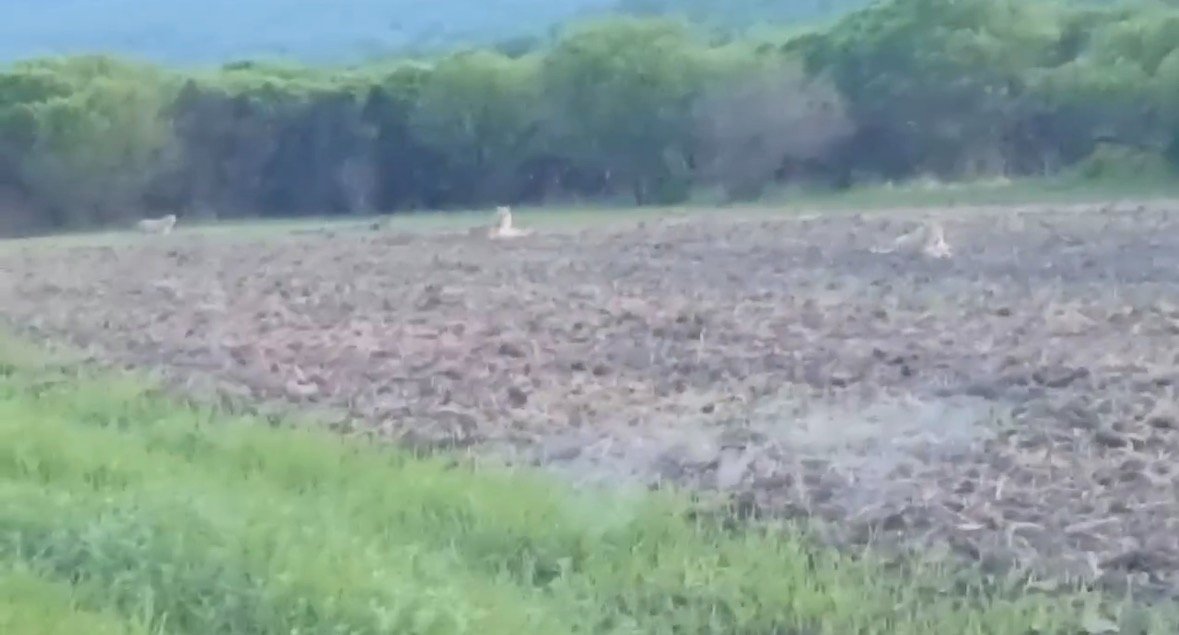 Скриншот видео прислали подписчики