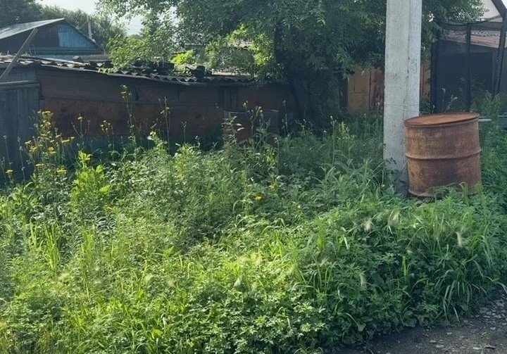 Заросли травы