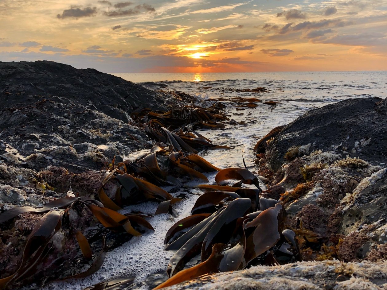 Водоросли, ламинария, море
