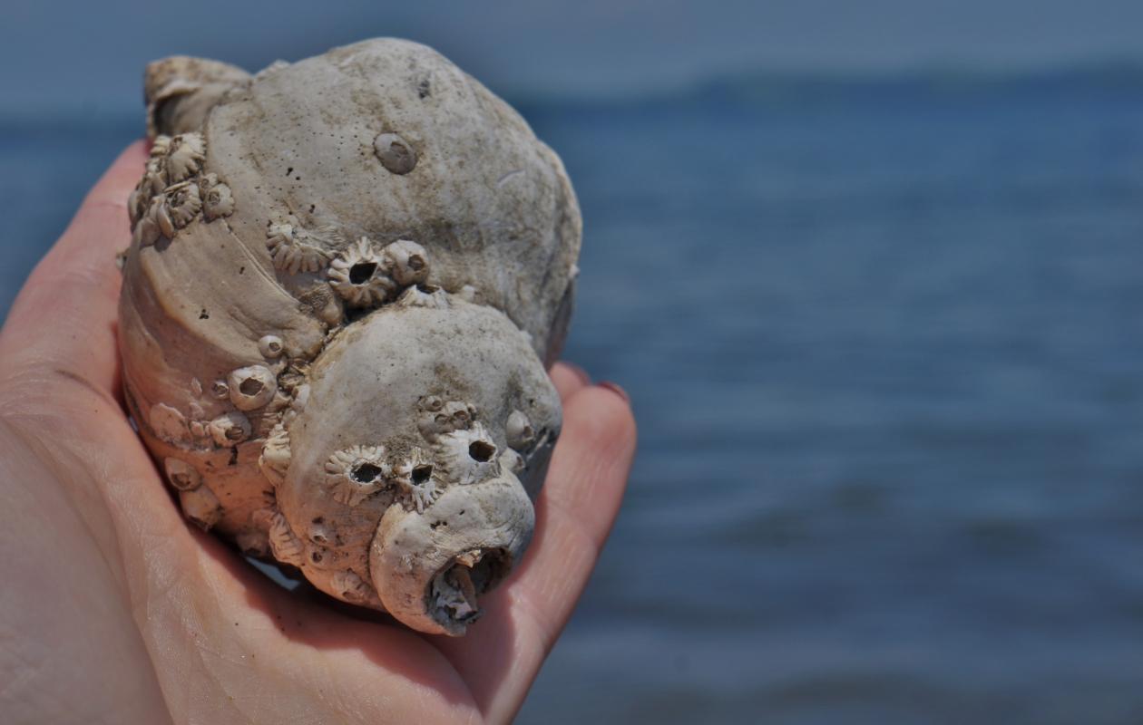 Ракушка на фоне моря