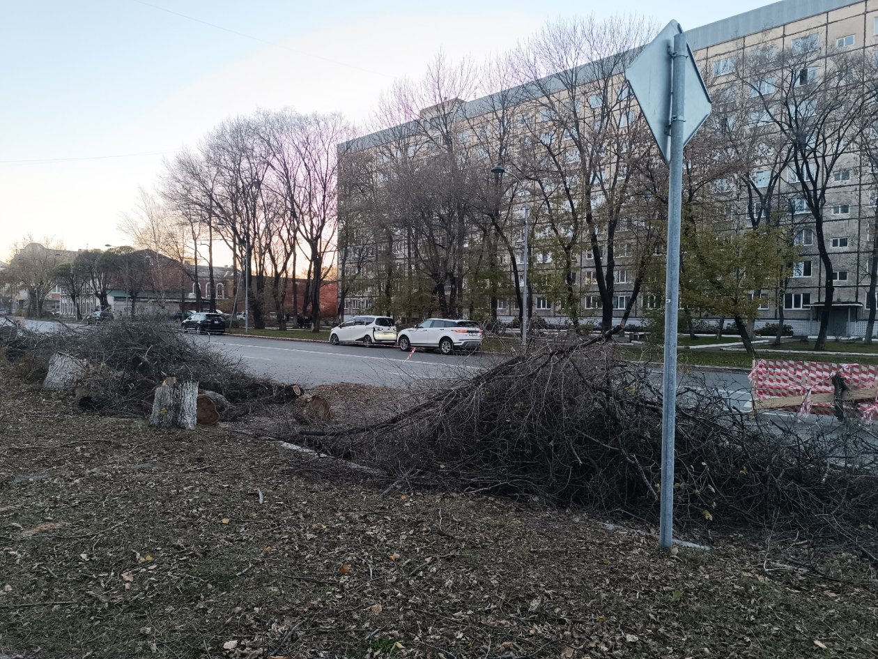 Деревья спилили