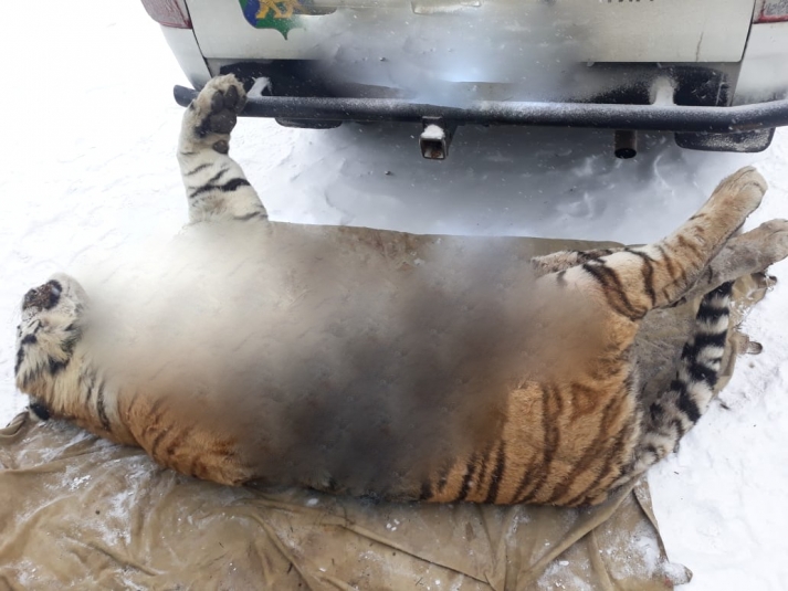 Браконьеры убили в Приморье амурского тигра