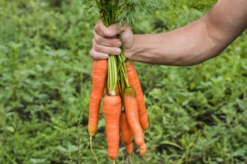 Вы сойдете с ума от такого урожая моркови: это нужно сделать еще до посева