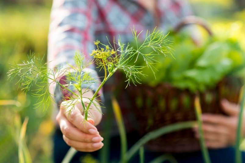 Урожай круглый год: 2 секрета сочной зелени к столу