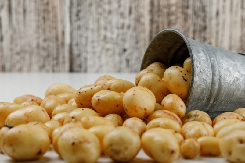 Погреб будет ломиться от картошки: раскрыт секрет большого урожая
