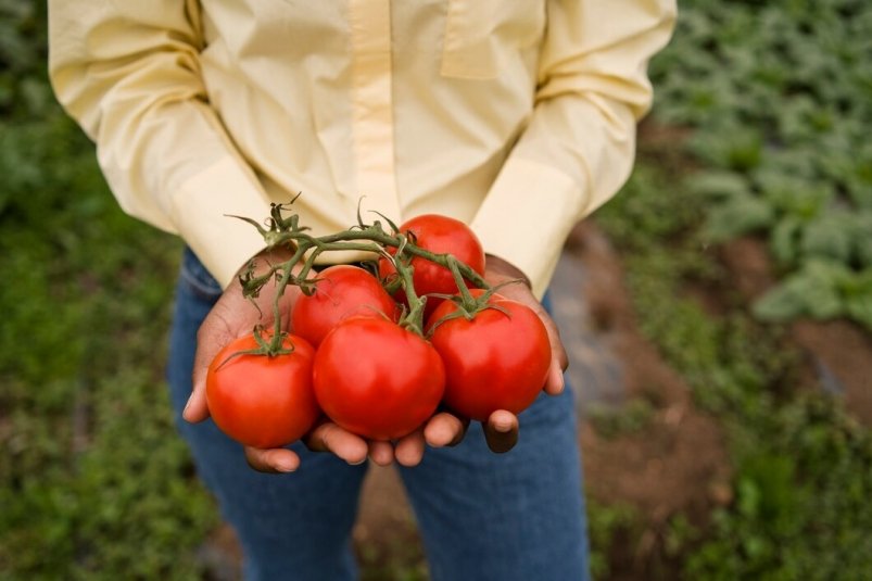 Размером с кулак: небывалый урожай томатов забьет грядки - 3 простых раствора