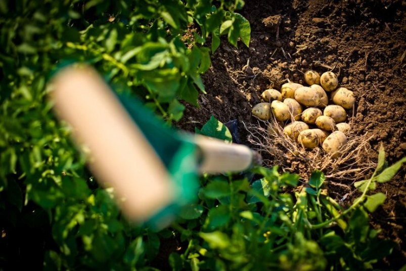 Эти 2 приема с грядками весной дадут мощный урожай картошки в 200 % - апрель самое время