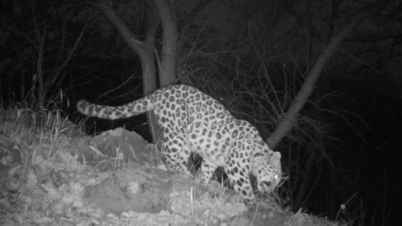 Жующий траву леопард попал на кадры фотоловушки в Приморье