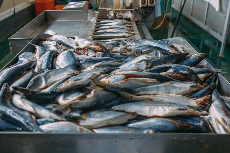 По веским причинам запрещен ввоз китайской рыбы в Приморье