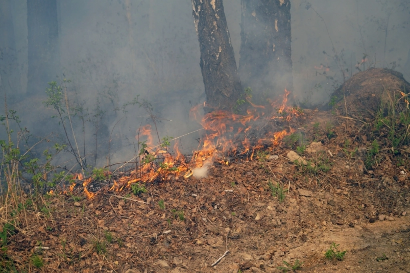 Спасатели ликвидировали лесной пожар в Уссурийском городском округе