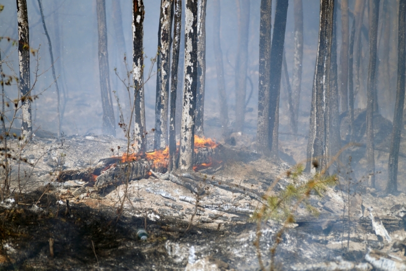 Природный пожар в выходные зафиксирован в районе села Борисовка Уссурийского округа