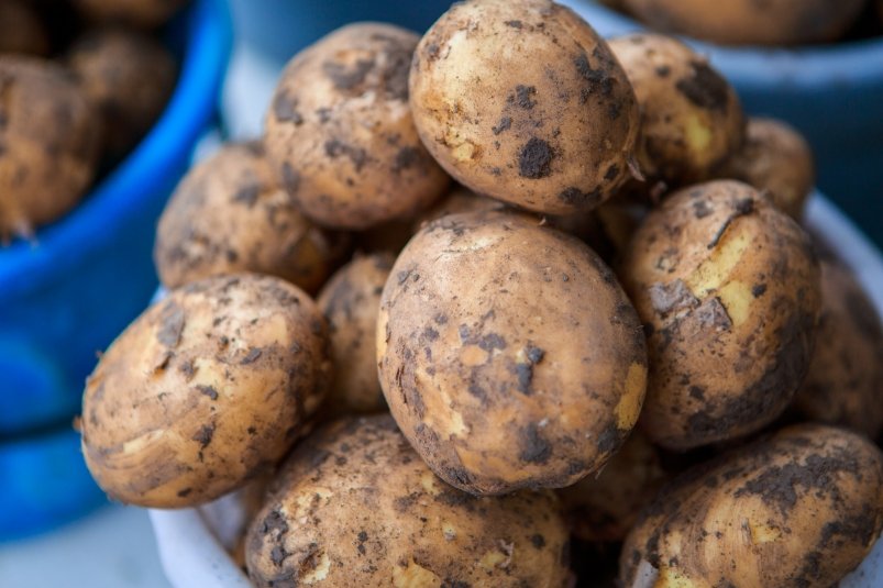 Кишащий гусеницами гнилой картофель прибыл из Китая в Приморье